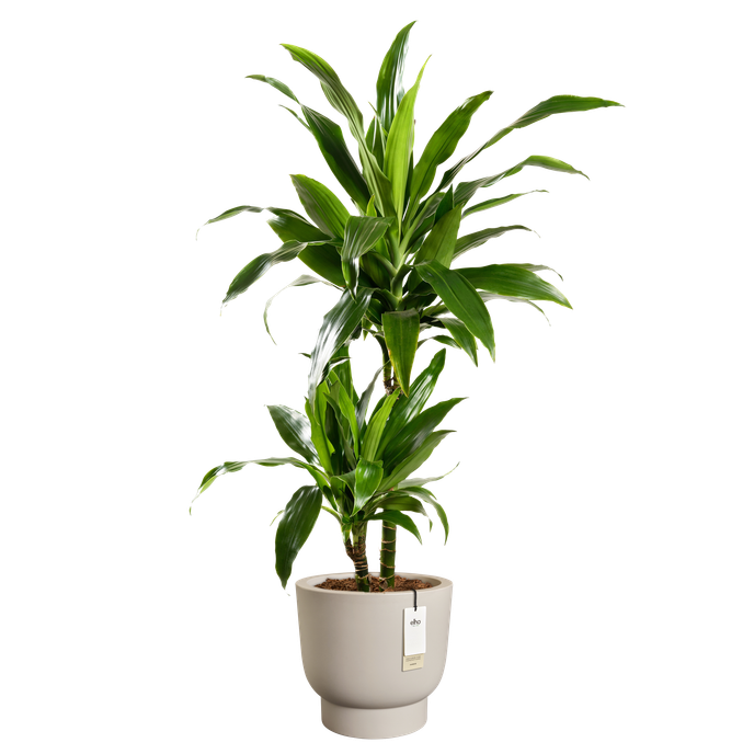 amber grail 40cm greige